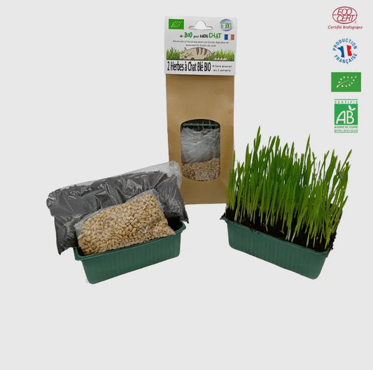 Kit Herbe à Chat Bio à Semer – Blé BIO Français